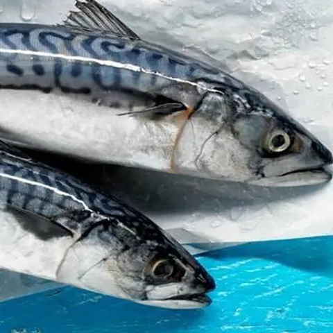 Cozze Sardegna fresche in offerta presso Pescheria IL PORTICCIOLO Ciampino