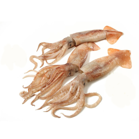 logo Pescheria IL PORTICCIOLO Ciampino dialog